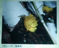 flower3.jpg
