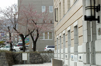 sakura-kaika1.jpg