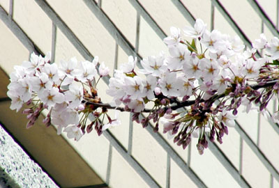 sakura-kaika2.jpg