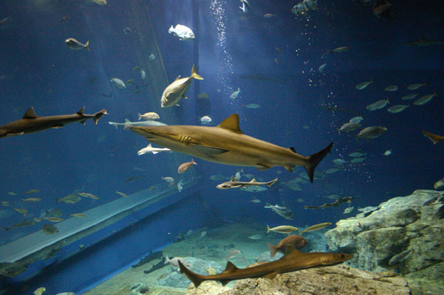 道内初公開 人食い クロヘリメジロザメ おたる水族館