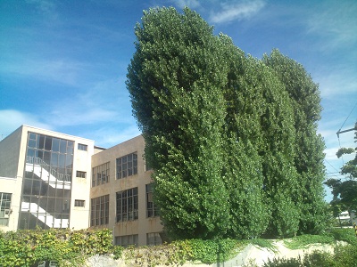 poplar-syomei.jpg