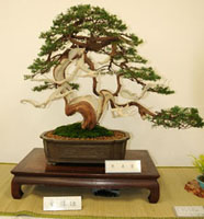 bonsai2.jpg