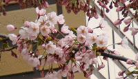 0514sakura3.jpg