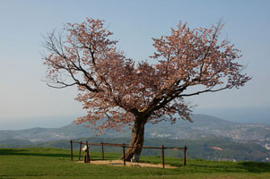 tenguzakura20120527.jpg