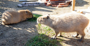 capybara4.jpg