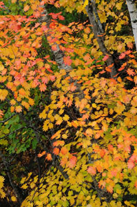 1013autumun2.jpg