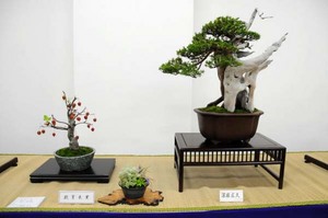 bonsai-kyouiku.jpg