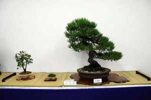 bonsai-shityo.jpg