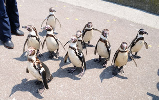 penguinwalk1.jpg