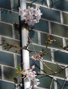 0423sakura2.jpg