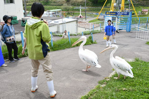 pelicanwalking1.jpg