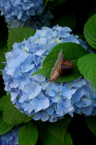 hydrangea8.jpg