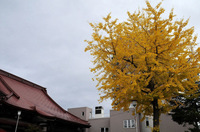 ginkgonut1.jpg