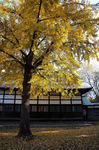 ginkgonut10.jpg