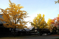 ginkgonut3.jpg