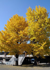 ginkgonut6.jpg