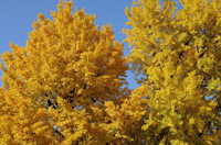 ginkgonut7.jpg