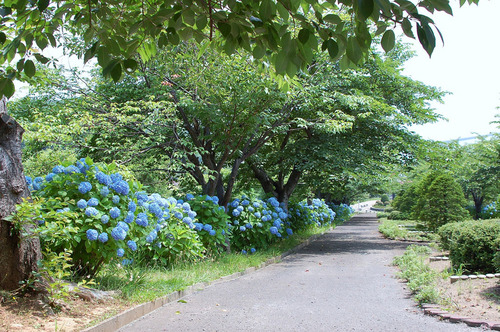 hydrangea1.jpg