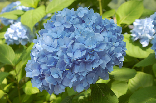 hydrangea2.jpg