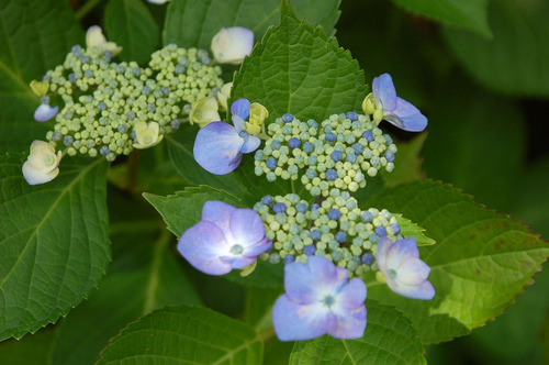 hydrangea3.jpg