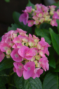 hydrangea6.jpg