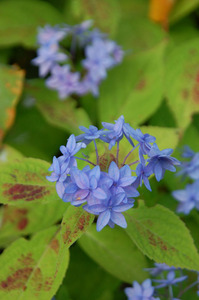 hydrangea7.jpg