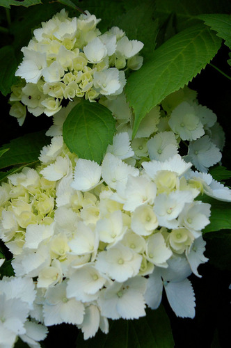 hydrangea9.jpg