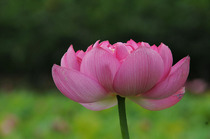 lotus2.jpg