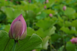lotus5.jpg