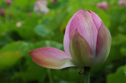 lotus6.jpg
