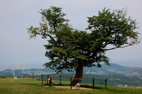 tenguzakura.jpg