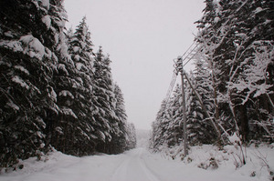 snow201012-forest.JPG