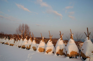 wintertemiyapark2010-yukigakoi.JPG