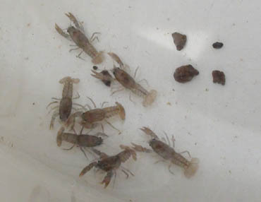 ザリガニの赤ちゃんを無償提供 飼育の挑戦者募集 平野井養魚場 ザリガニの赤ちゃんを無償提供 飼育の挑戦者募集 平野井養魚場